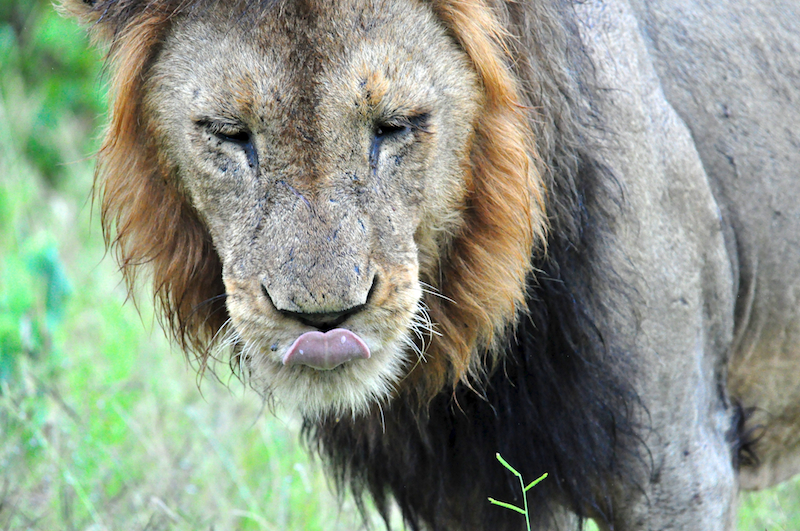 Melanie Heinrich - travel images - Lion Sands Private Game Reserve